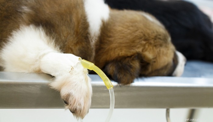 犬の便秘：それを予防し治療する12の方法 