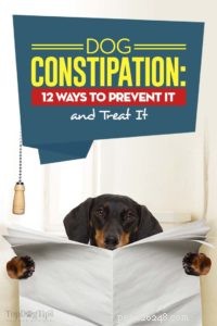 Запор у собак:12 способов профилактики и лечения