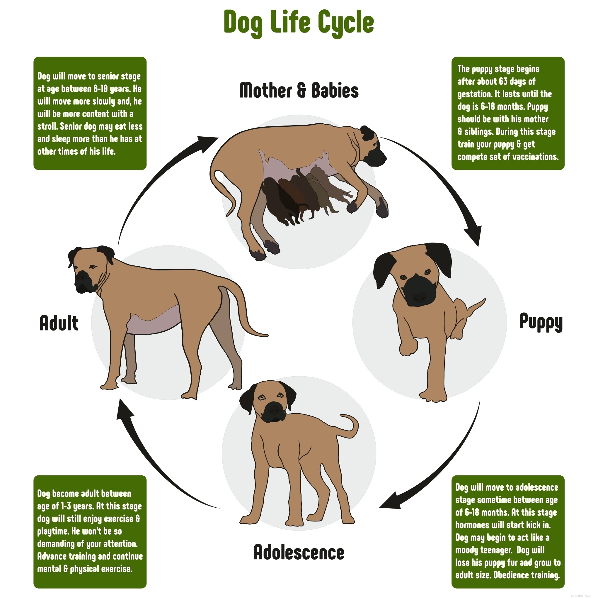 Hoe lang leven honden? De levensverwachting van honden uitleggen