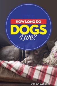 犬はどのくらい生きますか？犬の平均余命の説明 