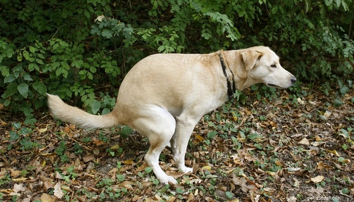 Un chien a la diarrhée ? 9 façons de le prévenir et de le traiter
