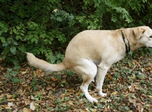 Má pes průjem? 9 způsobů, jak tomu předcházet a jak jej léčit