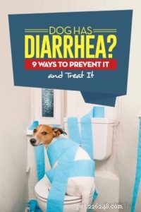犬は下痢をしていますか？それを予防し治療する9つの方法 