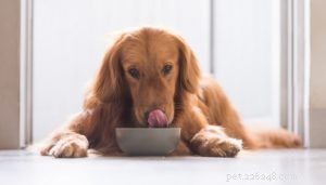 Hondenbloat:5 manieren om het te voorkomen