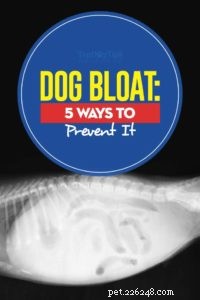 Hondenbloat:5 manieren om het te voorkomen
