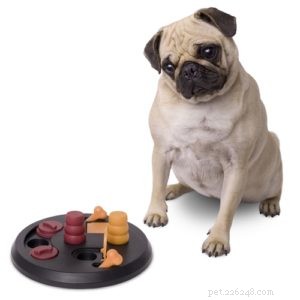 Dog Bloat:5 Ways to Prevent It