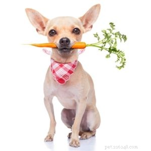 9 superpotravin pro psy, které zlepšují jejich zdraví (podle vědy)