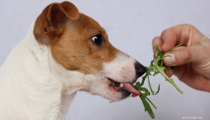 9 superfoder för hundar som förbättrar deras hälsa (enligt vetenskap)