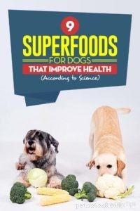 9 суперпродуктов для собак, которые улучшают их здоровье (по данным науки)