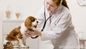Увеличенное сердце у собак (дилатационная кардиомиопатия):что нужно знать