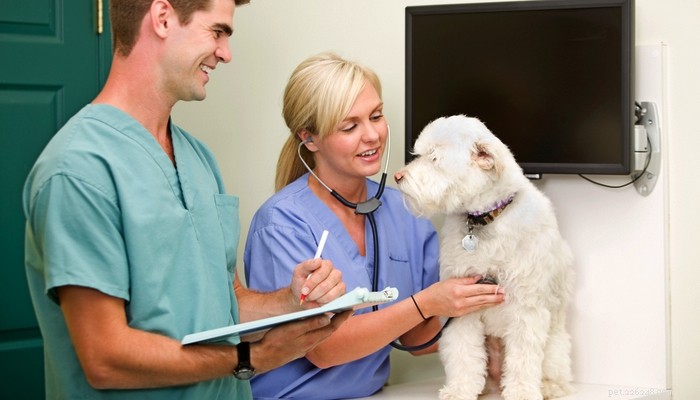 Élargissement du cœur chez le chien (cardiomyopathie dilatée) :ce que vous devez savoir