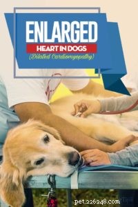 Zvětšené srdce u psů (dilatační kardiomyopatie):Co musíte vědět 