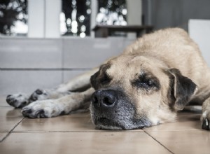 Como reconhecer as disfunções cognitivas em cães e o que você pode fazer para ajudá-los