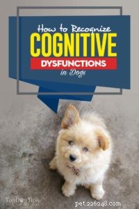 Как распознать когнитивные дисфункции у собак и что вы можете сделать, чтобы им помочь