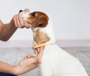 Comment les colliers à phéromones réduisent la peur et l anxiété chez les chiens