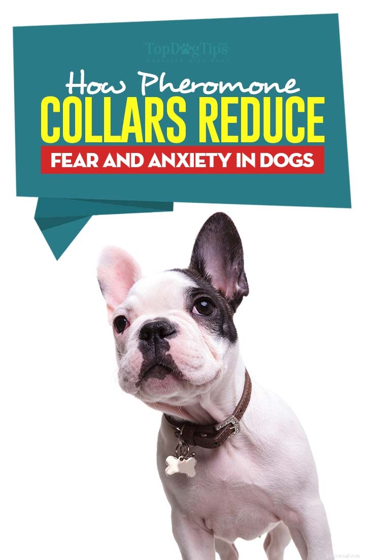 Hoe feromoonhalsbanden angst en angst bij honden verminderen
