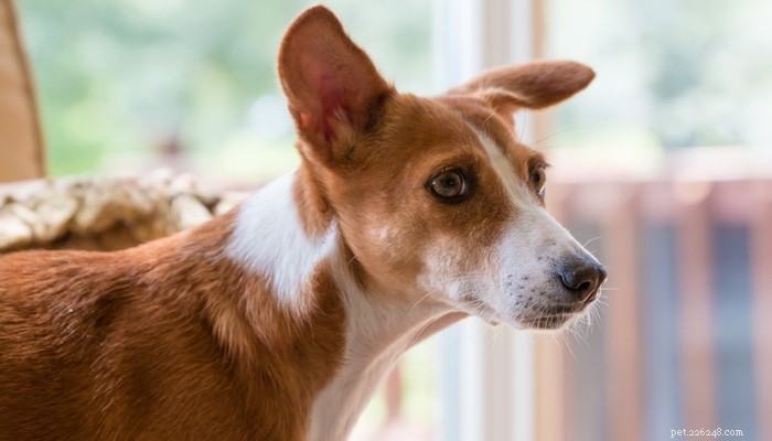 犬に不安を引き起こす4つの要因（調査による） 