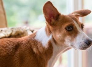 4 faktory, které způsobují úzkost u psů (podle výzkumu)