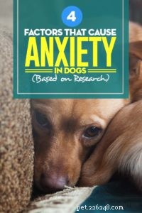 4 fatores que causam ansiedade em cães (de acordo com pesquisas)