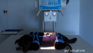 Botkanker bij honden:wat het betekent voor uw hond en wat u kunt doen