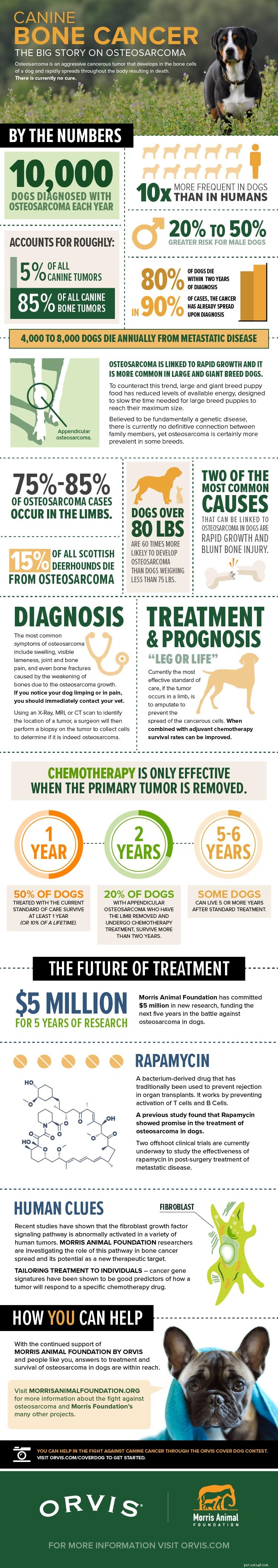 Bencancer hos hundar:vad det betyder för din hund och vad du ska göra