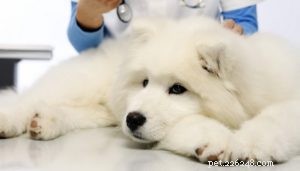 Рак кости у собак:что это значит для вашей собаки и что делать