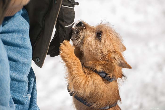 När är det för kallt för hundar att vara ute?