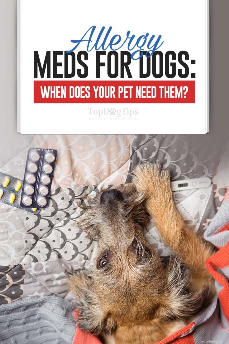 Allergimedicin för hundar:När behöver din hund dem?