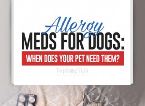 犬のためのアレルギー薬：あなたの犬はいつそれらを必要としますか？ 