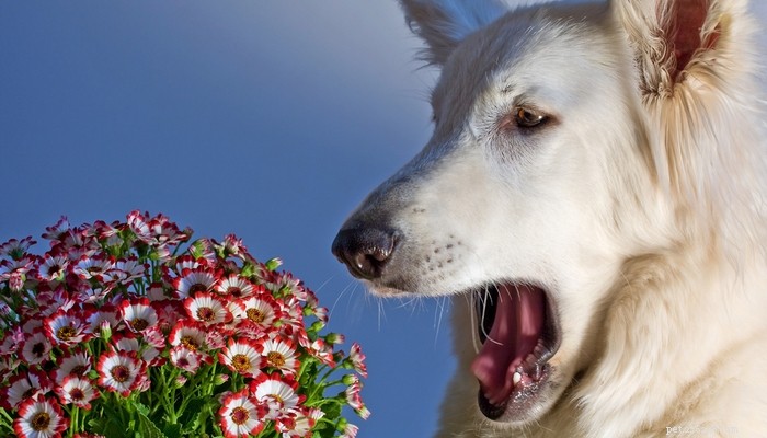 Medicamentos de alergia para cães:quando seu cão precisa deles?