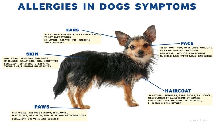 Médicaments contre les allergies pour chiens :quand votre chien en a-t-il besoin ?