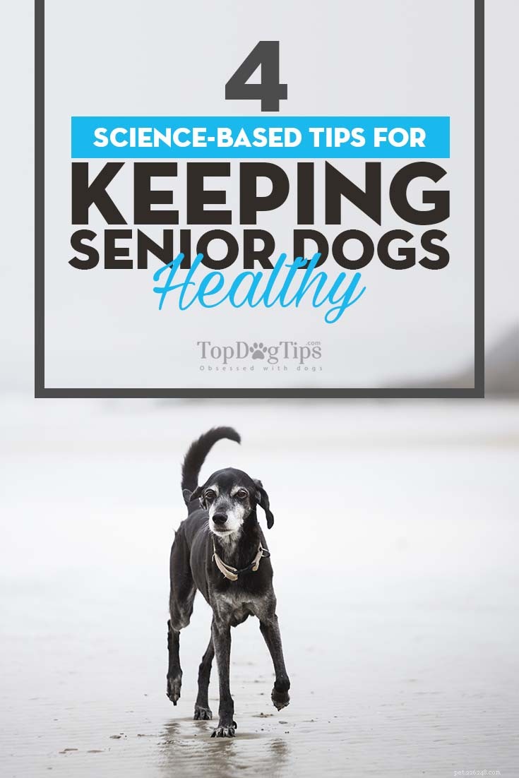 4 wetenschappelijke tips om oudere honden gezond te houden
