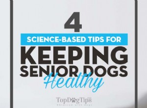 シニア犬を健康に保つための4つの科学に基づくヒント 