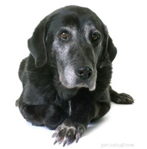 4 научно обоснованных совета по поддержанию здоровья пожилых собак