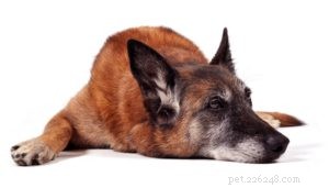 4 suggerimenti scientifici per mantenere sani i cani anziani