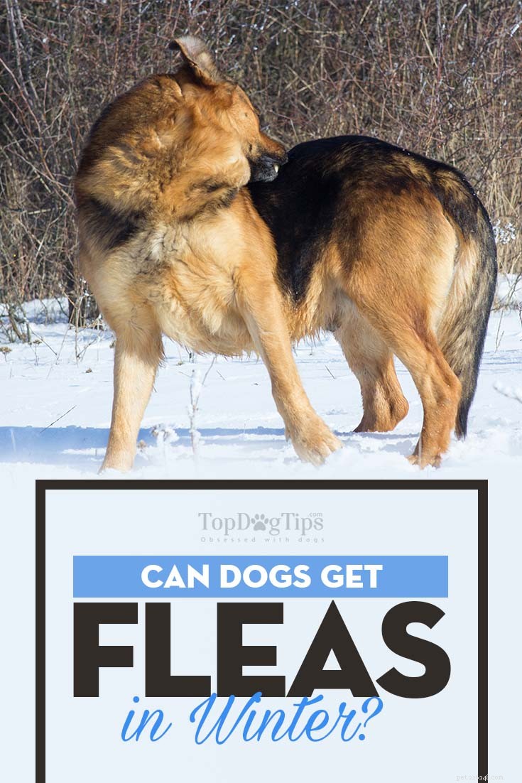 Os cães podem pegar pulgas no inverno?