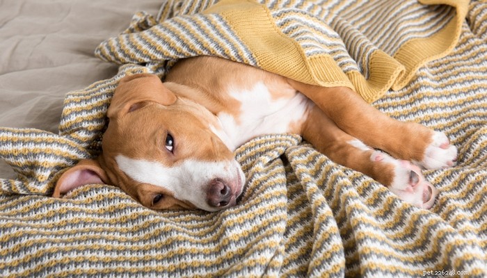 Canine Distemper Virus:The Ultimate Dog Owner s Guide