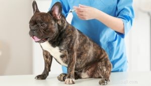 Canine Distemper Virus:The Ultimate Dog Owner s Guide