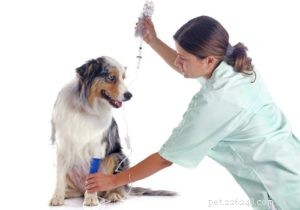 Vírus da cinomose:o guia definitivo do proprietário do cão
