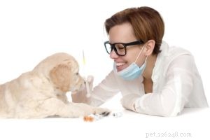 Canine Distemper Virus:de ultieme gids voor hondenbezitters