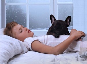 なぜ犬は冬時間にもっと眠るのですか？ 