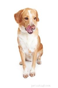 Os cães podem ter herpes labial?