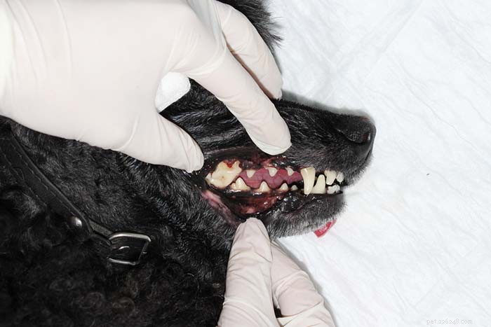 Os cães podem ter herpes labial?