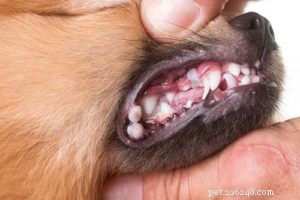 개도 구내염에 걸릴 수 있습니까?