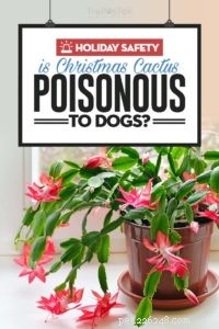 Les cactus de Noël sont-ils toxiques pour les chiens ?