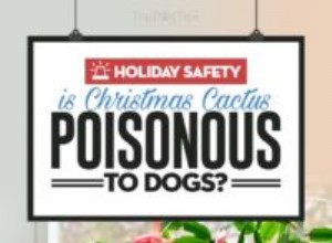 Являются ли рождественские кактусы ядовитыми для собак?