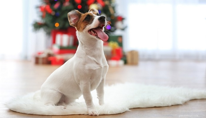 Är julkaktus giftig för hundar?