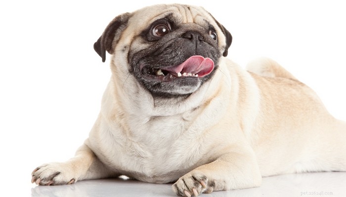 Nadměrné lapání po dechu u psů:Co to znamená a co byste měli dělat