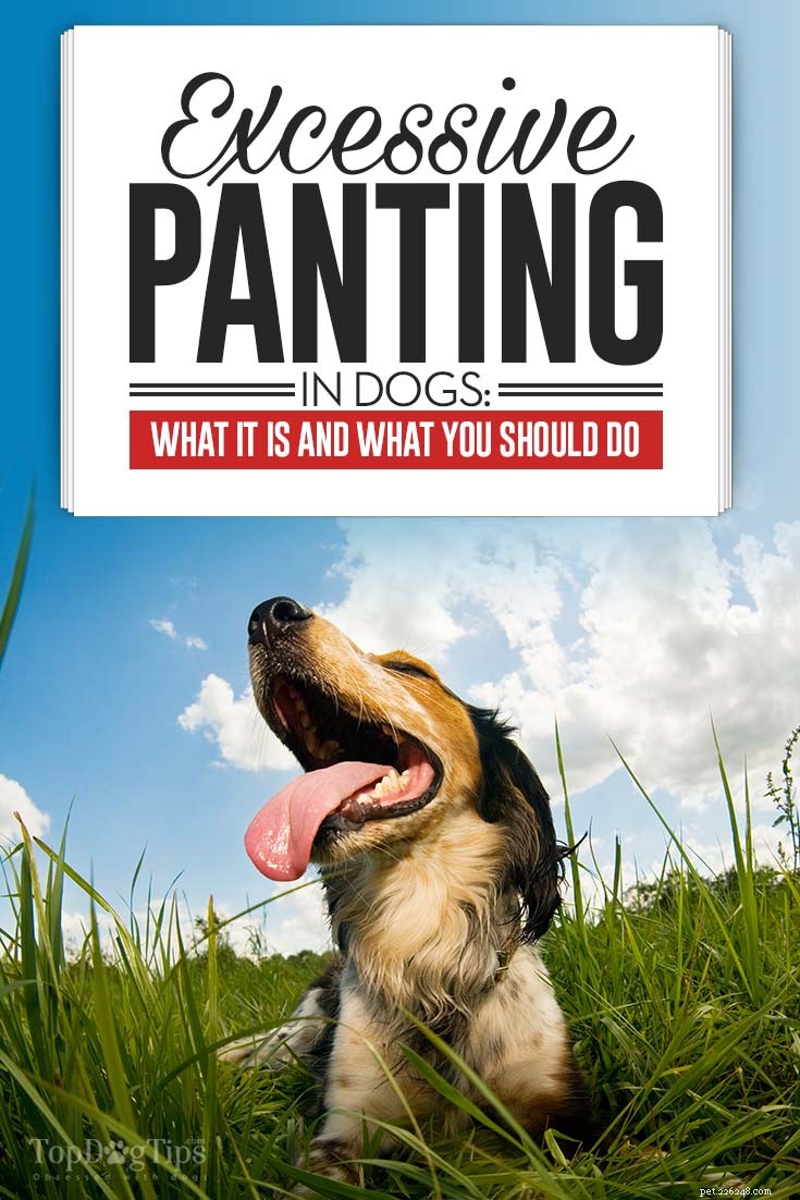 Overmatig hijgen bij honden:wat het betekent en wat u moet doen