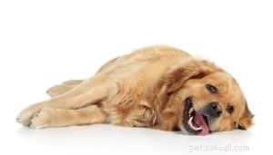 Överdrivet flåsande hos hundar:vad det betyder och vad du bör göra